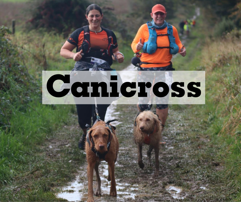 Canicross - running with your dogs